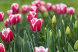 Fototapeta Tulipany - Red tulips with a white stripe in the park, detailed view.