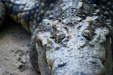 Close-up Portrait Of A Reptile