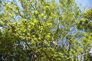 Sticker - Sycamore (Platanus) bark and leaves / Platanaceae deciduous tree