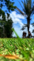 green grass and blue sky