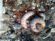 Image Of Grub Worms, Coconut Rhinoceros Beetle ( Oryctes Rhinoceros ), Larva On The Ground.