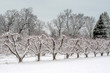 Fruit orchard is covered in a beautiful blanket of spring time snow in Michigan USA