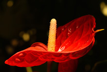 Close-up Of Red Anthurium Blooming Outdoors