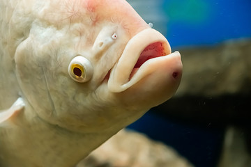 Beautiful white freshwater fish Osphronemus goramy swims in blue water.