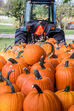 Farm Tractor Hauls In A Wagon Of Fresh Pumpkins To A Local Farm For Halloween