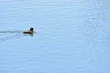 Image of Up of a duck swimming in a moat