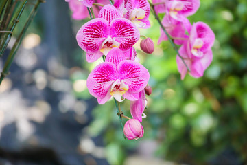 Wall Mural - Beautiful Phalaenopsis Orchid flower blooming in garden floral background