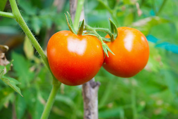 Fresh red ripe tomatoes plant hanging on the vine growth in organic garden ready to harvest