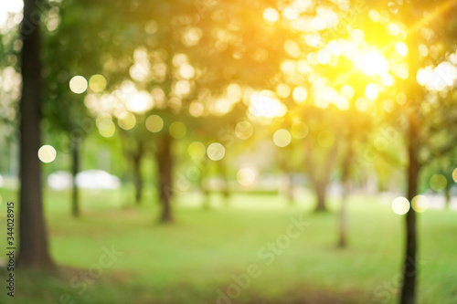 Cuadros en Lienzo Blur nature bokeh green park by beach and tropical coconut trees