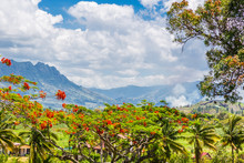 Landscape View Of The Fijian Countryside, Showing Delonix Regia, A Species Of Flowering Plant In The Bean Family Fabaceae, Subfamily Caesalpinioideae; With Mountains In The Background.