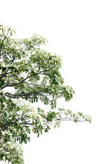 Branch of tree on isolated, an evergreen leaves plant di cut on white background with clipping path.