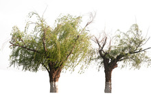 Two Green Willow Tree An Evergreen Leaves On Isolated, A Di Cut On White Background With Clipping Path.
