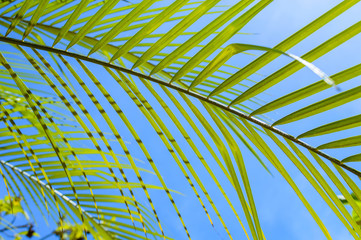 vivid green palm leafs in very colourful blue sky at noon in a long day of summer with very strong sunlight that put a saturated color texture and some shade on some part of there leaves