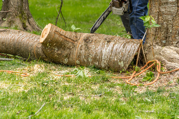 Wall Mural - Large wood log or sod freshly cut down from a free is being sliced up with a chainsaw by a woodcutter before hauling the pieces away for shredding