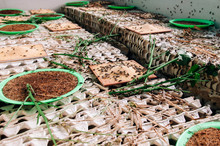 Cricket Edible Insect Farming In Thailand