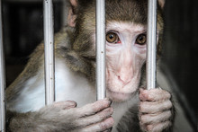 Close-up Of Portrait Of Monkey In Cage