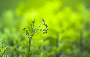 flower grass with green color nature