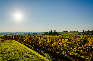 Vignes de St Emilion couleurs d'automne