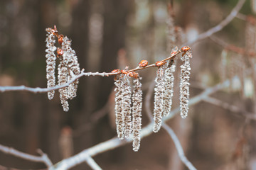 Catkins, branches and trunks of aspen trees in spring forest.