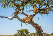 Two Lionesses And Three Cubs In Tree