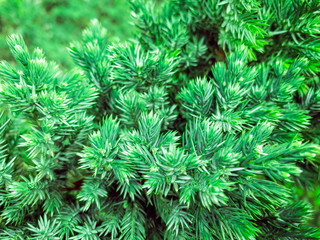  Conifer tree brunches as natural Christmas background, selective focus, mobile photo