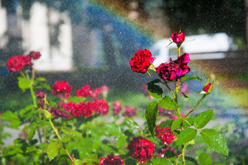 Watering lawn and rose flowers in the morning in park