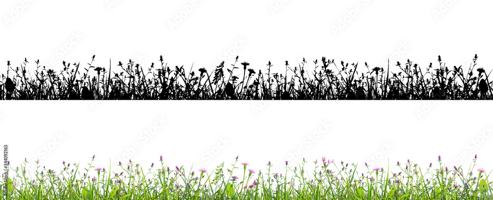 purple flowers and grass isolated on white background with alpha mask for easy isolation - obrazy, fototapety, plakaty 