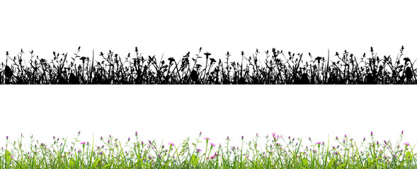 Wall Mural - purple flowers and grass isolated on white background with alpha mask for easy isolation