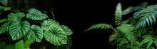 Tropical Rainforest Foliage Plants Bushes (ferns, Palm, Philodendrons And Tropic Plants Leaves) In Tropical Garden On Black Background, Green Variegated Leaves Pattern Nature Frame Forest Background.