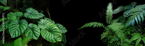 Photographie Tropical rainforest foliage plants bushes (ferns, palm, philodendrons and tropic plants leaves) in tropical garden on black background, green variegated leaves pattern nature frame forest background