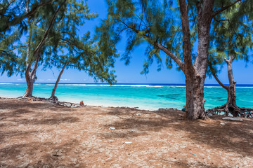 Wall Mural - Filaos sur plage de l’Hermitage, île de la Réunion 