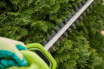 Wall Mural - Work in the garden. The gardener is cutting plants. Hedge trimmer works. Hedge trimmer in action. Home and garden concept. Work with a topiary.