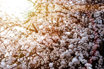 Wall Mural - Spring diffuse background with  branches of blooming sakura. Ray of light