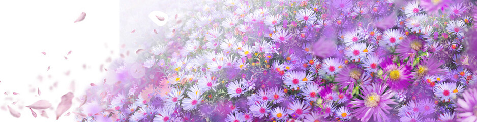 Wall Mural - Purple flower field in summer day. Greeting card