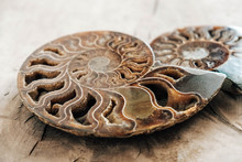 Ammonites Fossil Shell On Wooden Background. Copy, Empty Space For Text. Polished Half Of Petrified Shells As Souvenirs, Gift