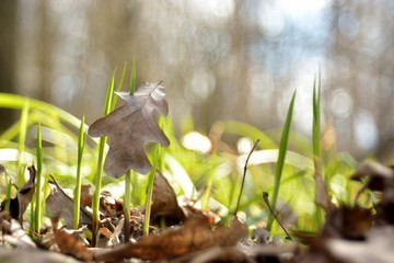 Wall Mural - The first spring flowers and shoots.