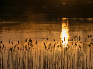 Wall Mural - spring landscape with lake at sunrise, lake shore covered with dry reeds