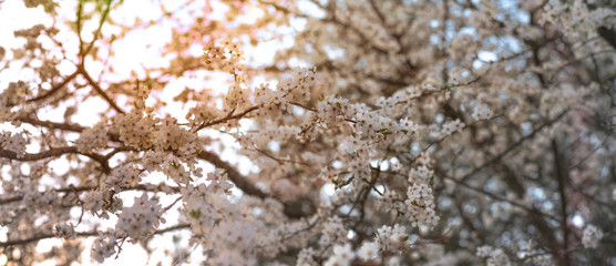 Wall Mural - Spring diffuse background with  branches of blooming sakura. Ray of light