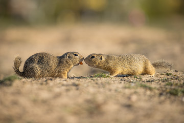 Wall Mural - two beautiful and cute ground squirrels. amazing animal, quick, surprised, amusing. natural, wildlif