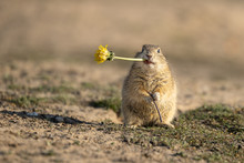 Beautiful And Cute Ground Squirrel With Dandelion.  Amazing Animal, Quick, Surprised, Amusing. Natural, Wildlife Shot. Peaceful And Warm Spring Afternoon.