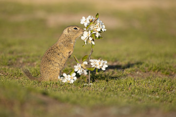 Wall Mural - beautiful and cute ground squirrel smelling the blossom. amazing animal, quick, surprised, amusing. 