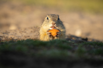 Wall Mural - beautiful and cute ground squirrel with carrot. amazing animal, quick, surprised, amusing. natural, 