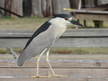 Side View Of Black Crowned Night Heron Perching On Wooden Railing