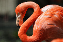 Close-up Of Flamingo At Zoo