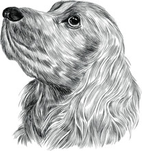 Sketch Head Black And White Dog Spaniel Cute