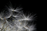 Fototapeta Dmuchawce - white dandelion stamen close up macro on a black background Background of dandelion flower umbrella seeds