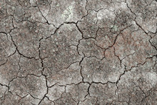 The Surface Is Gray Or Arid Land, The Soil Surface Is Cracked From Arid Agriculture On Global Warming.