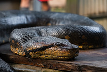 Close Up Of An Anaconda Snake