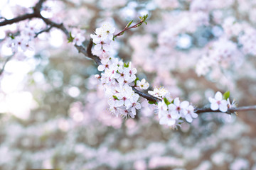 Wall Mural - branches of blooming sakura. Ray of light