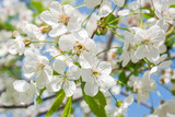 Fototapeta Lawenda - Branches of a blossoming cherry